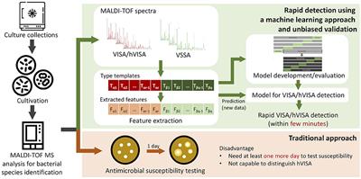 Rapid Detection of Heterogeneous Vancomycin-Intermediate Staphylococcus aureus Based on Matrix-Assisted Laser Desorption Ionization Time-of-Flight: Using a Machine Learning Approach and Unbiased Validation